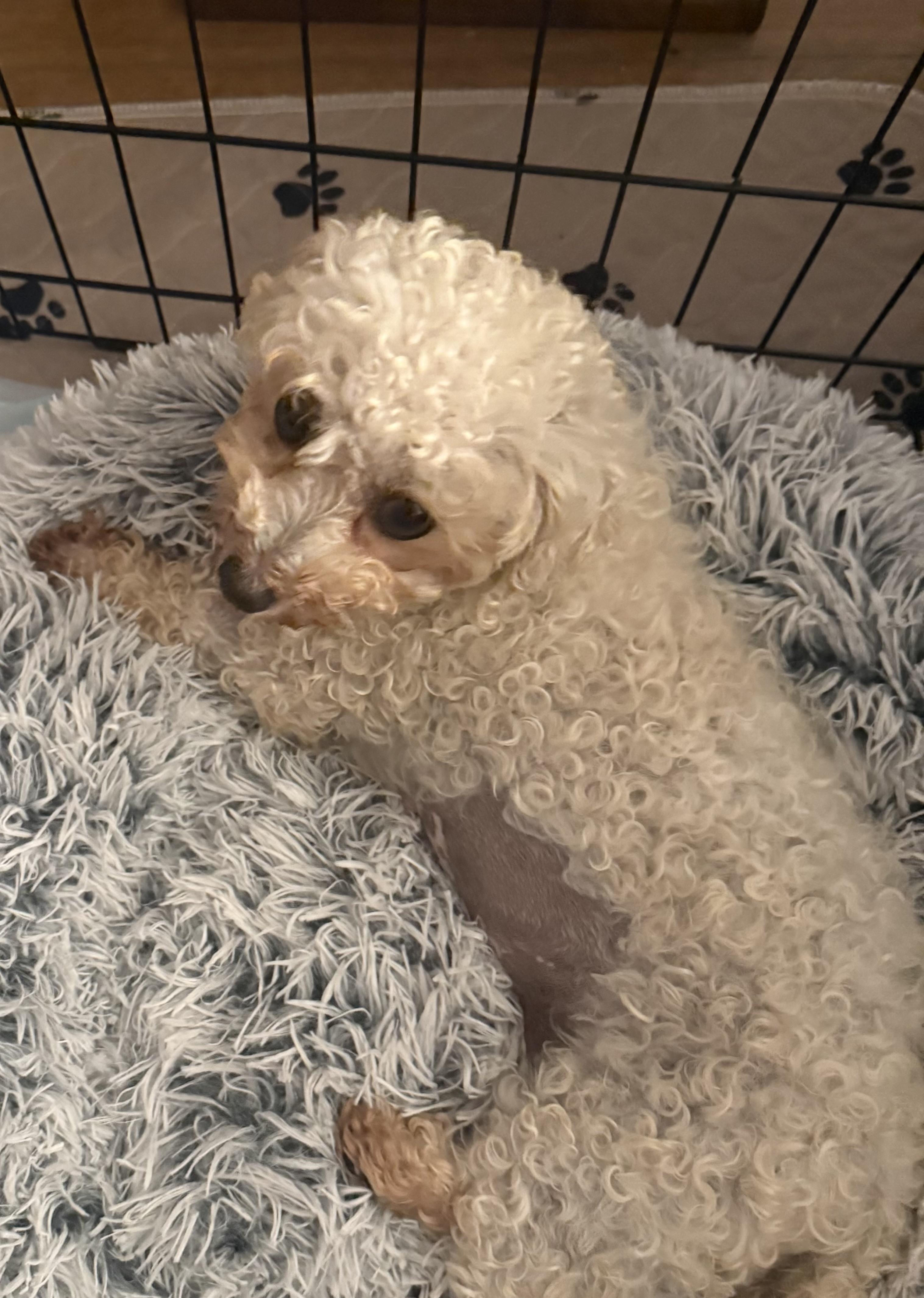 Kiwi, a ADOPTABLE Bichon Frise in North Tonawanda, NY image 1/2