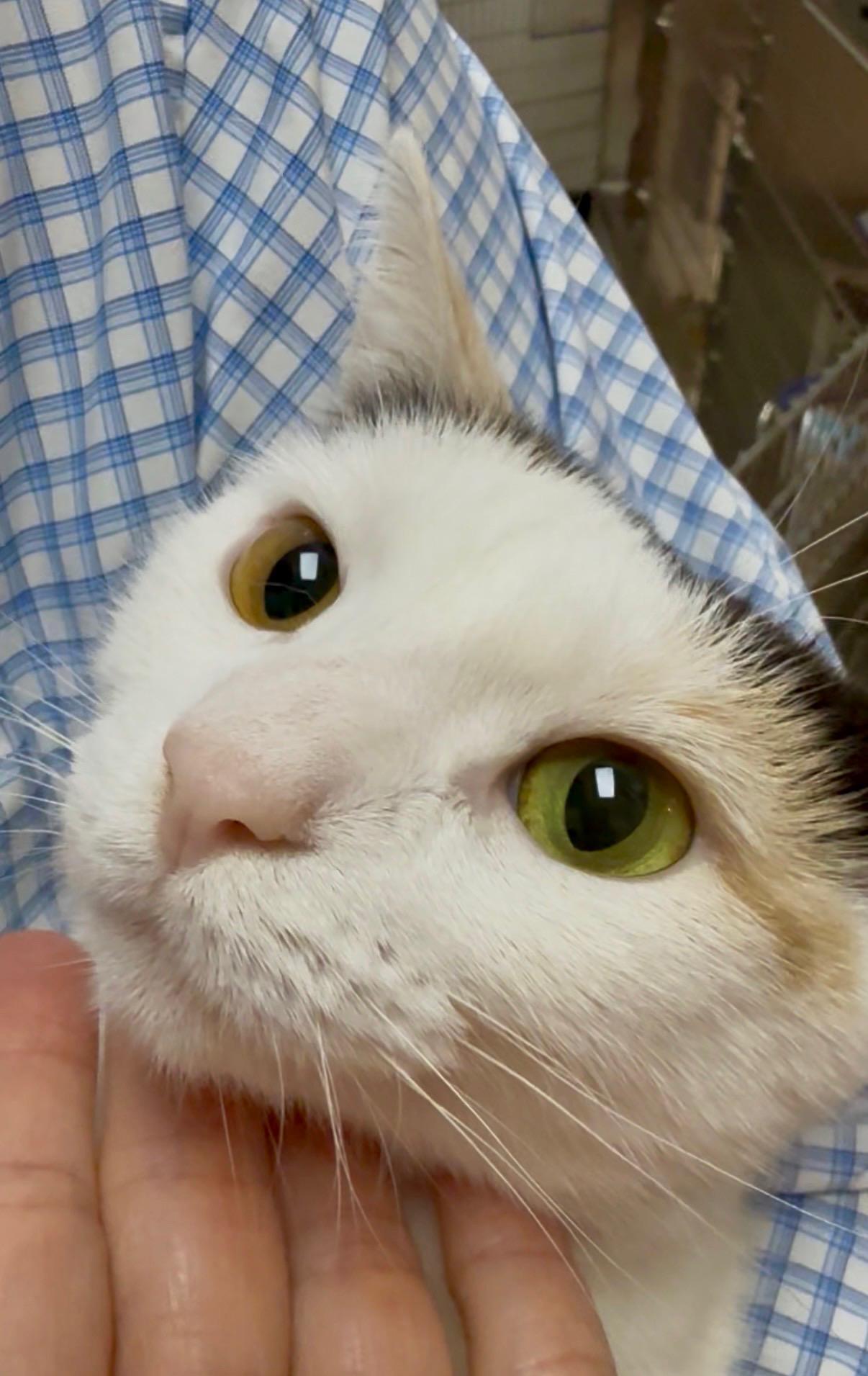 Mama Kitty Surprise, a Adoptable Domestic Short Hair in Houston, TX image 1/2