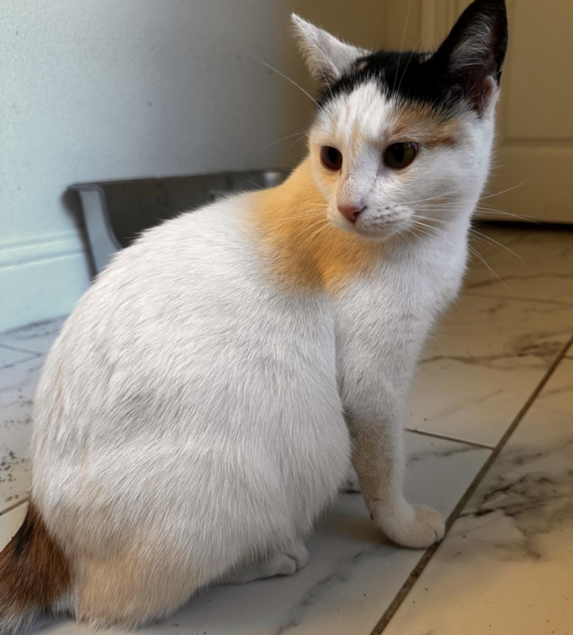 Mama Kitty Surprise, a Adoptable Domestic Short Hair in Houston, TX image 2/2