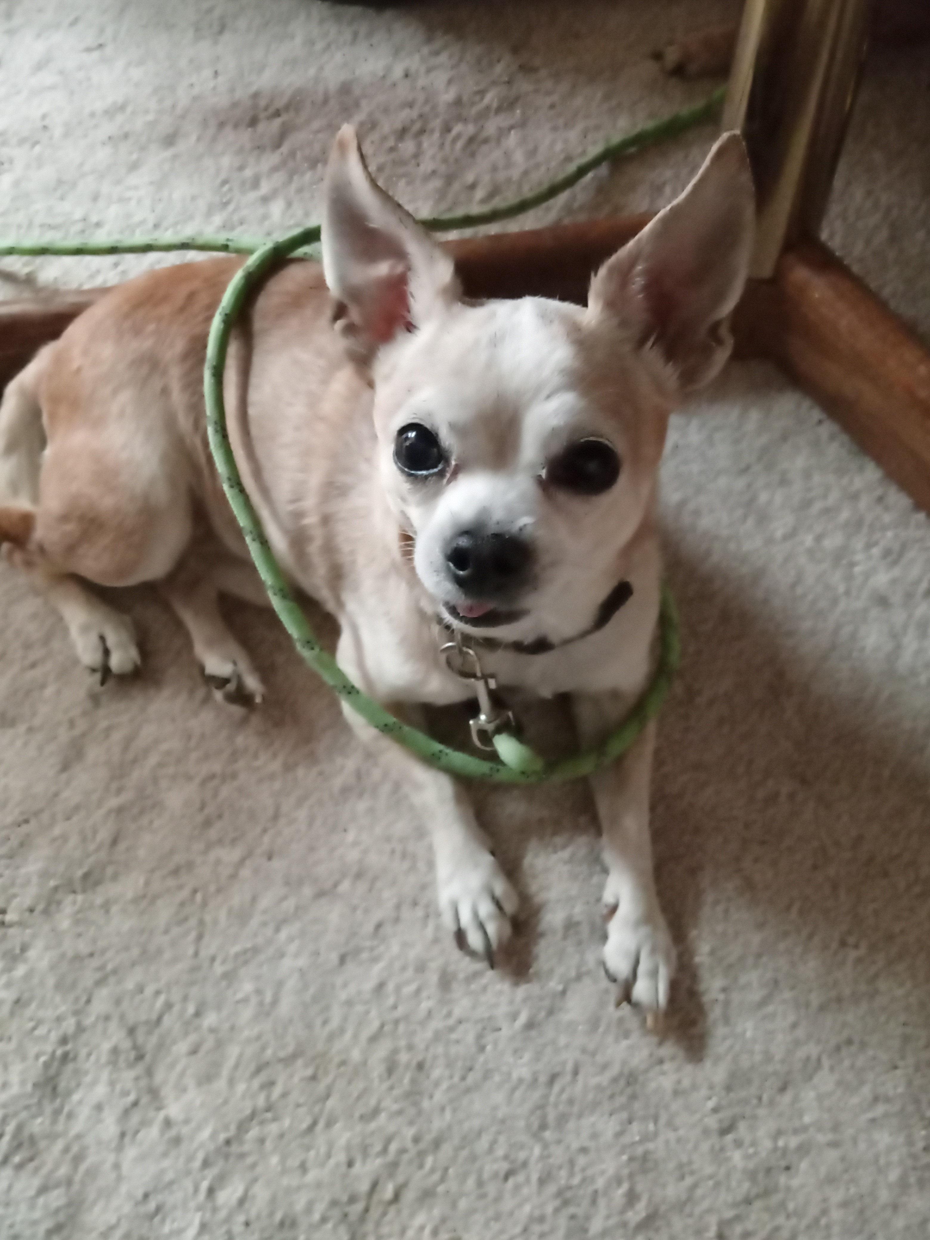 Tito, adoptable, Senior Male Chihuahua.