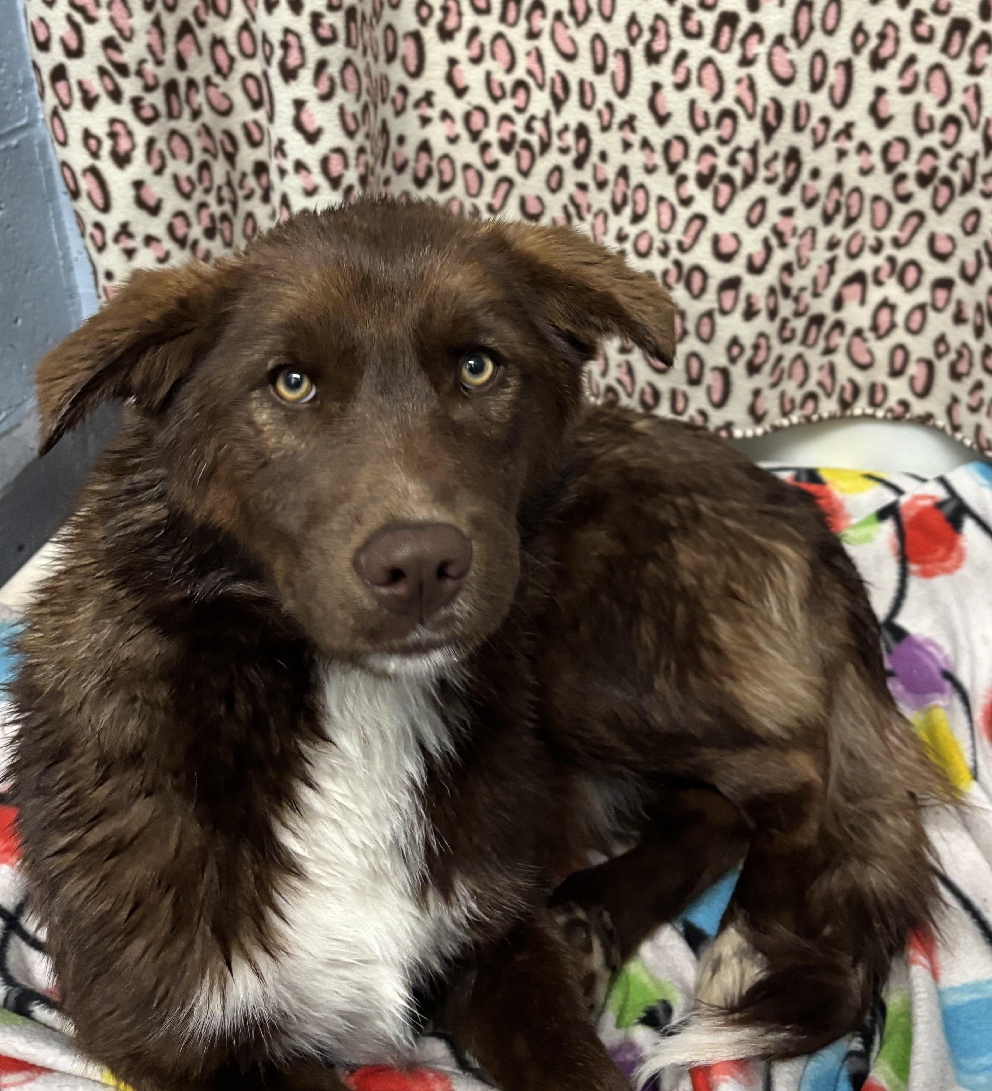 Beyonce, adopted, Young Female Mixed Breed.