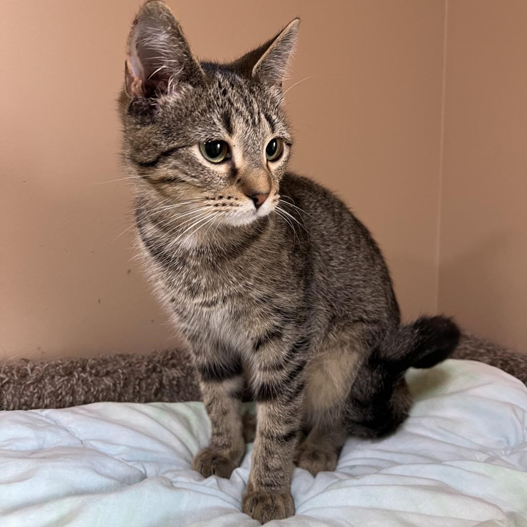 Schmidt, Adoptable, Adult Male Domestic Short Hair.