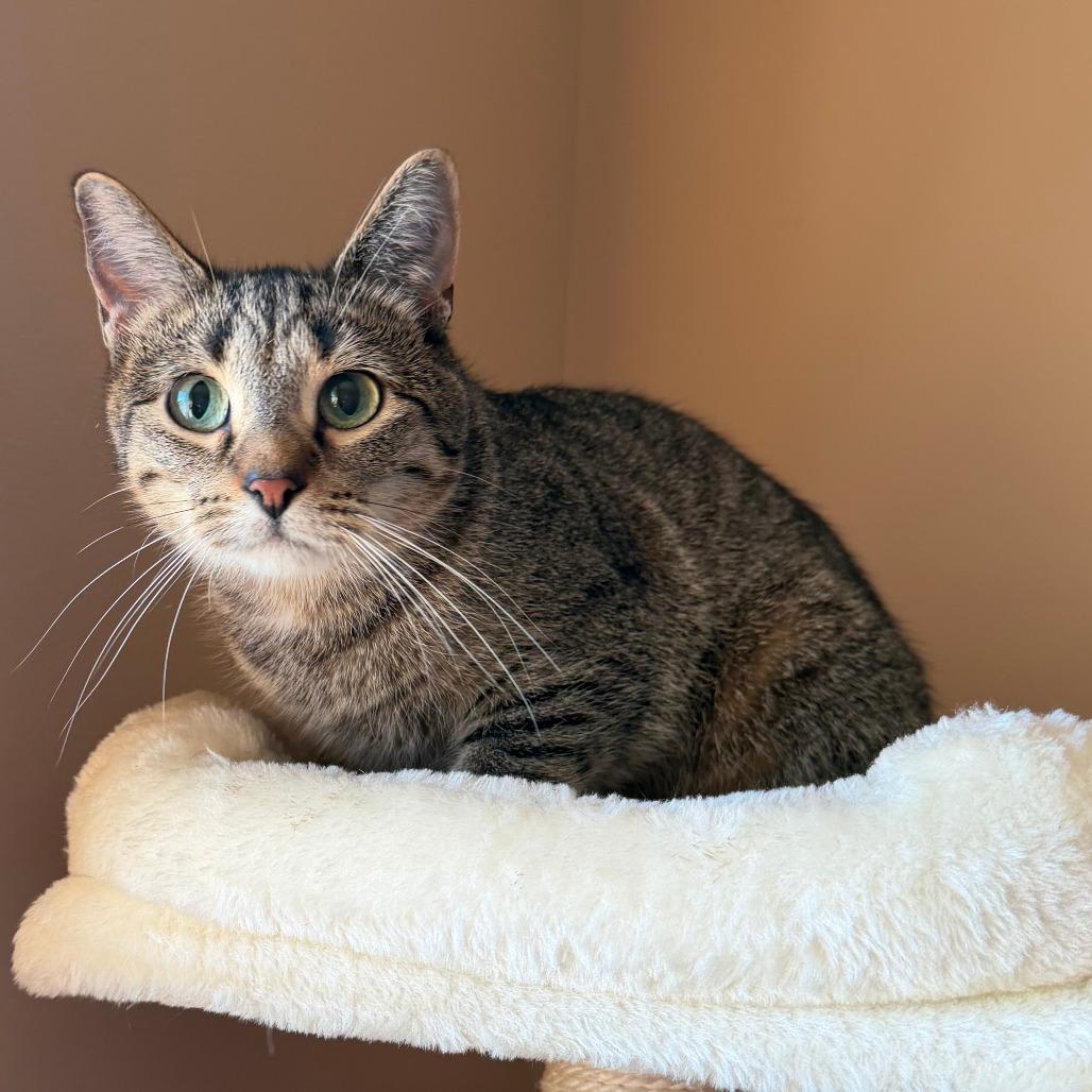 Enlarge Schmidt, a Adoptable Domestic Short Hair in Wadena, MN image 2/2