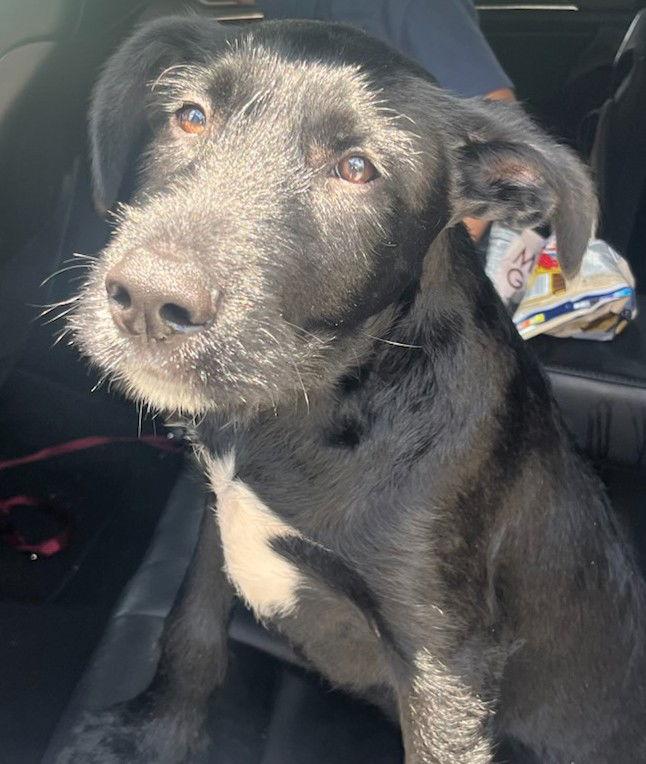 Chloe, Adopted, Young Female Labrador Retriever & Terrier.