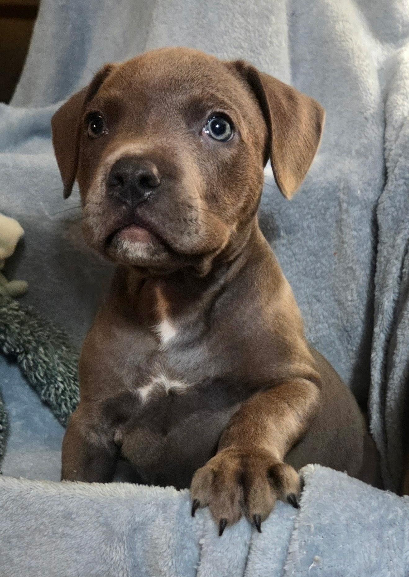 Enlarge CHAOS, an adopted mixed breed in Brattleboro, VT image 1/2