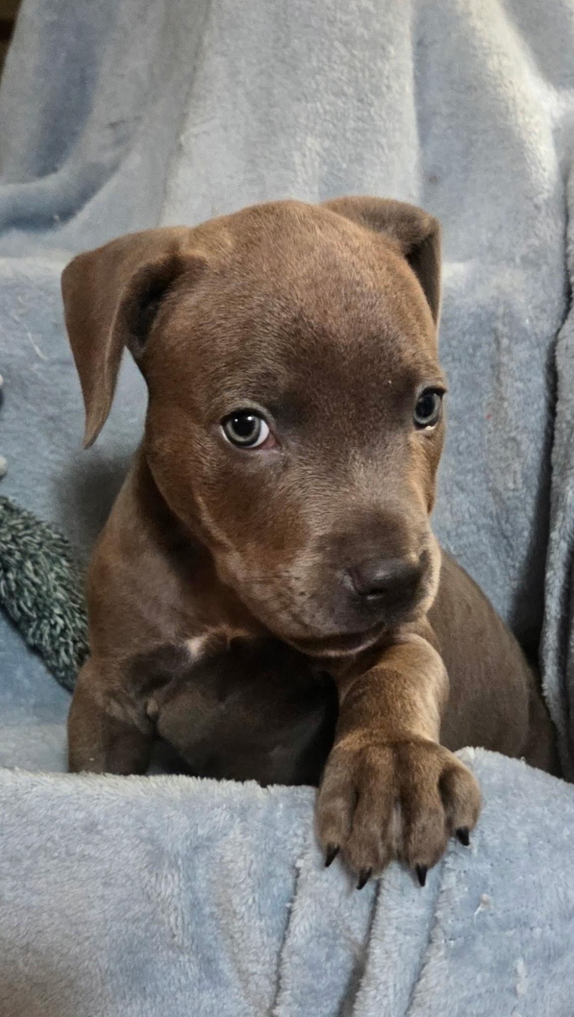 Enlarge CHAOS, an adopted mixed breed in Brattleboro, VT image 2/2