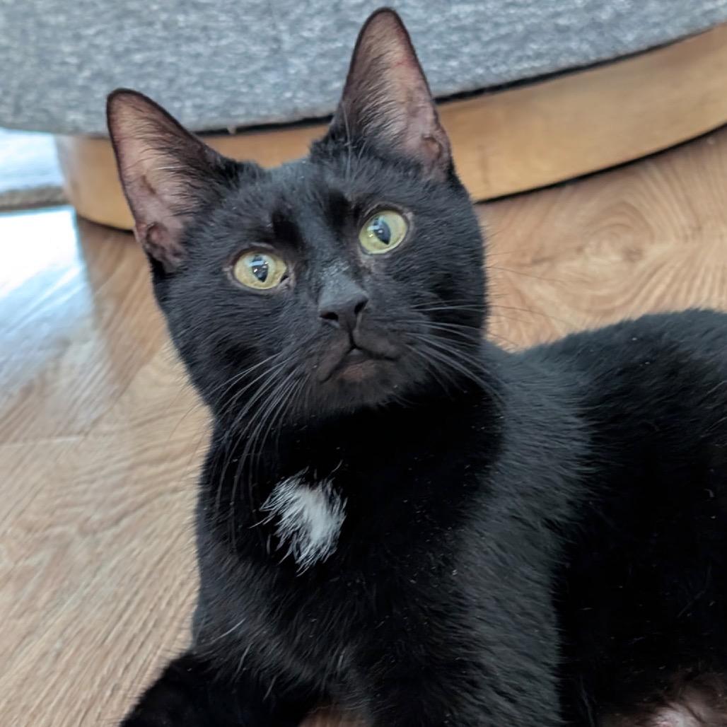Lady Violet Bridgerton (6th St), Adoptable, Young Female Domestic Short Hair.