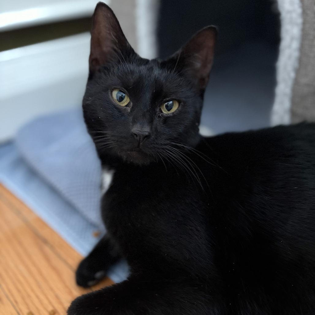 Lady Violet Bridgerton (6th St), a Adoptable Domestic Short Hair in Westport, CT image 2/6