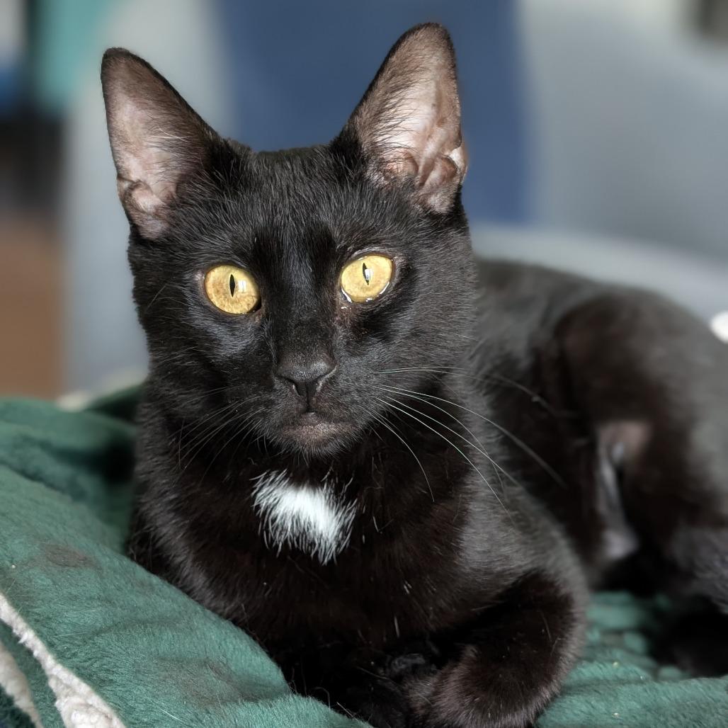 Lady Violet Bridgerton (6th St), a Adoptable Domestic Short Hair in Westport, CT image 3/6