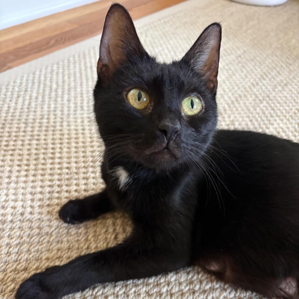 Lady Violet Bridgerton (6th St), a Adoptable Domestic Short Hair in Westport, CT image 4/6
