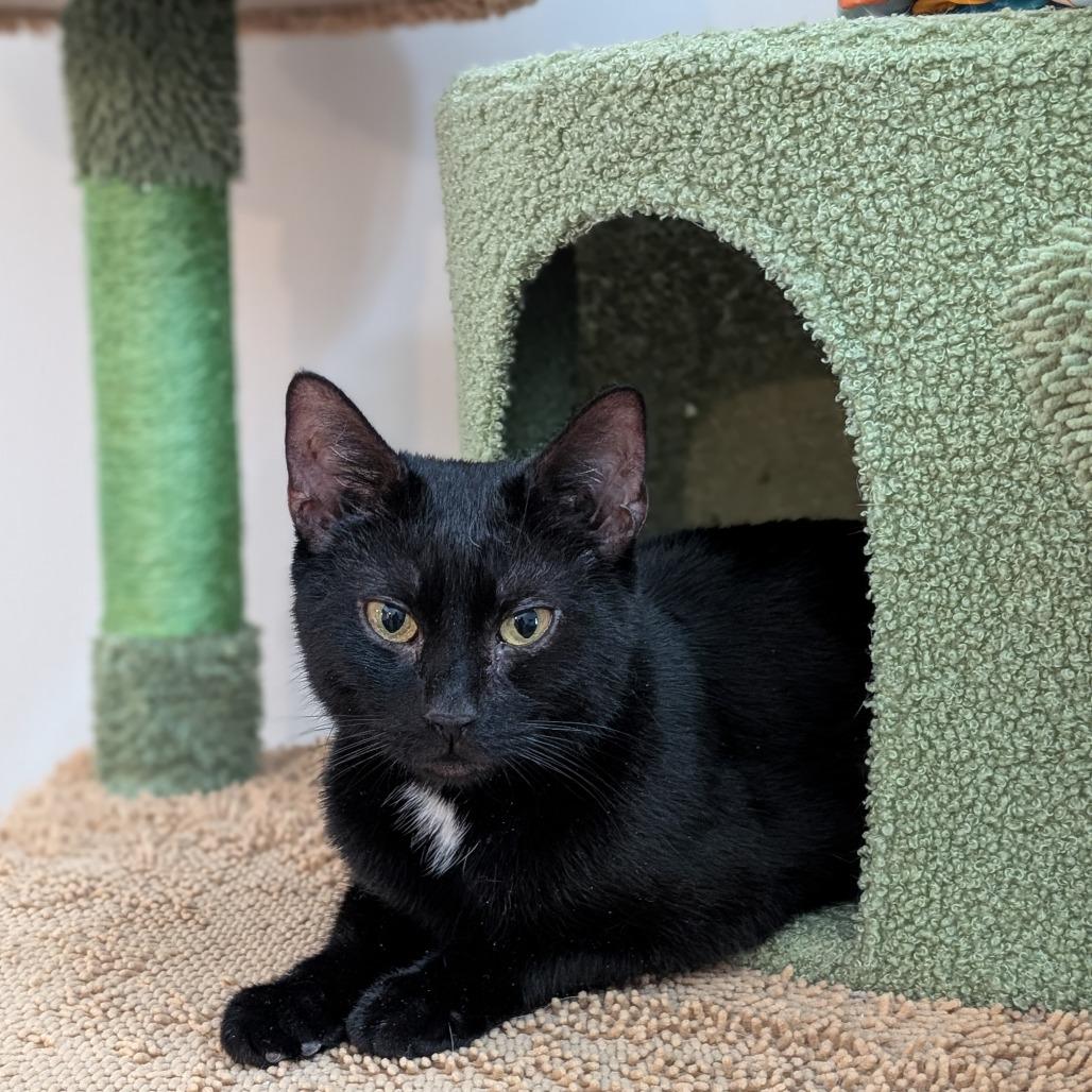 Lady Violet Bridgerton (6th St), a Adoptable Domestic Short Hair in Westport, CT image 5/6