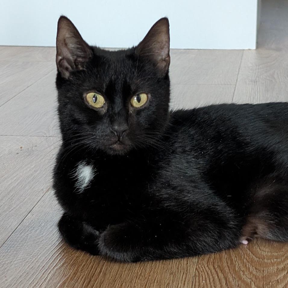 Lady Violet Bridgerton (6th St), a Adoptable Domestic Short Hair in Westport, CT image 6/6
