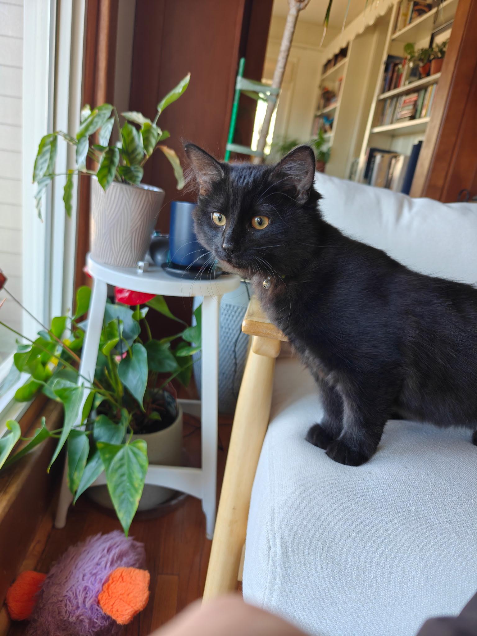 Enlarge Ingrin, a Adoptable Domestic Medium Hair in Boone, IA image 1/6