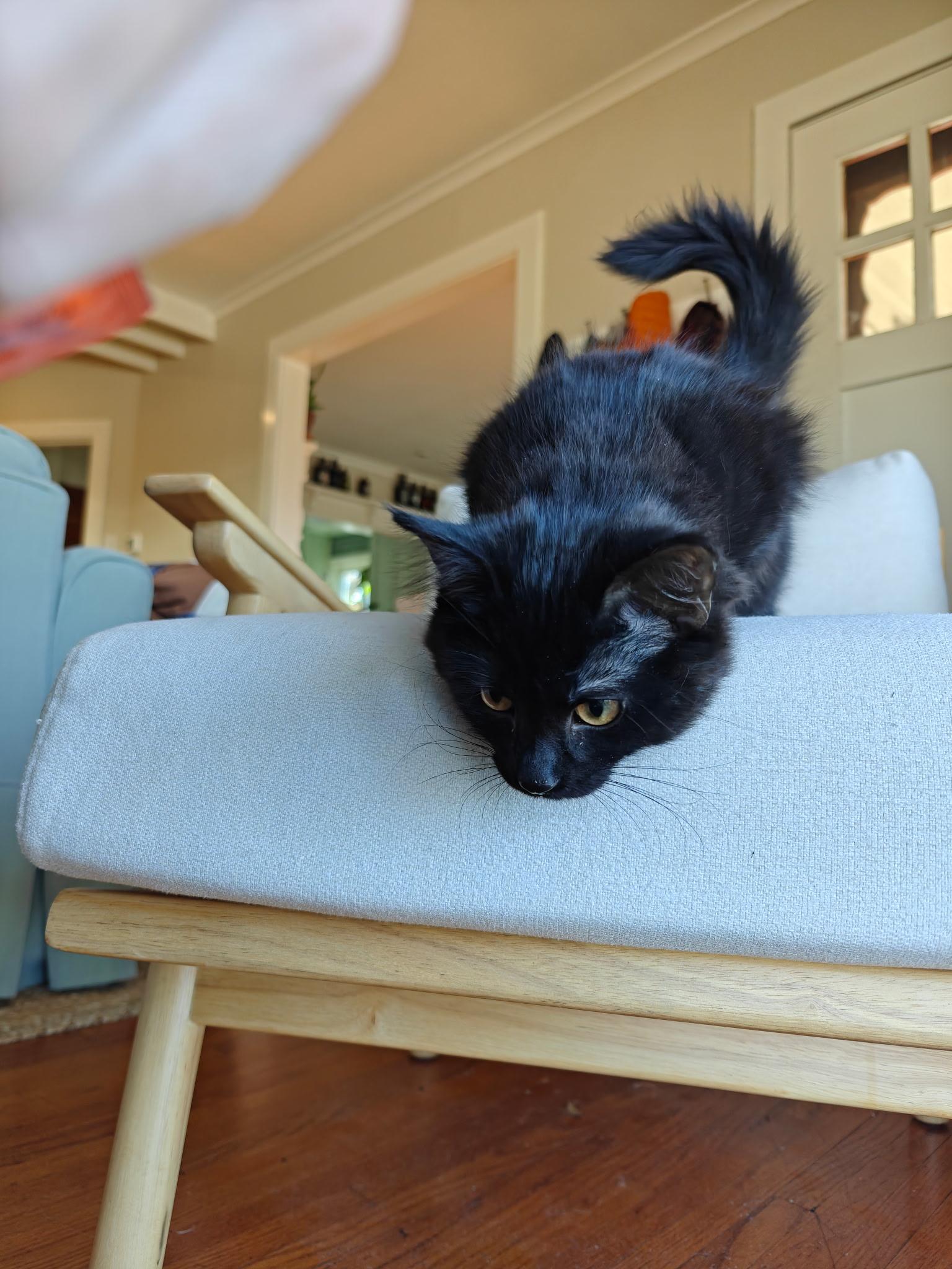 Enlarge Ingrin, a Adoptable Domestic Medium Hair in Boone, IA image 2/6