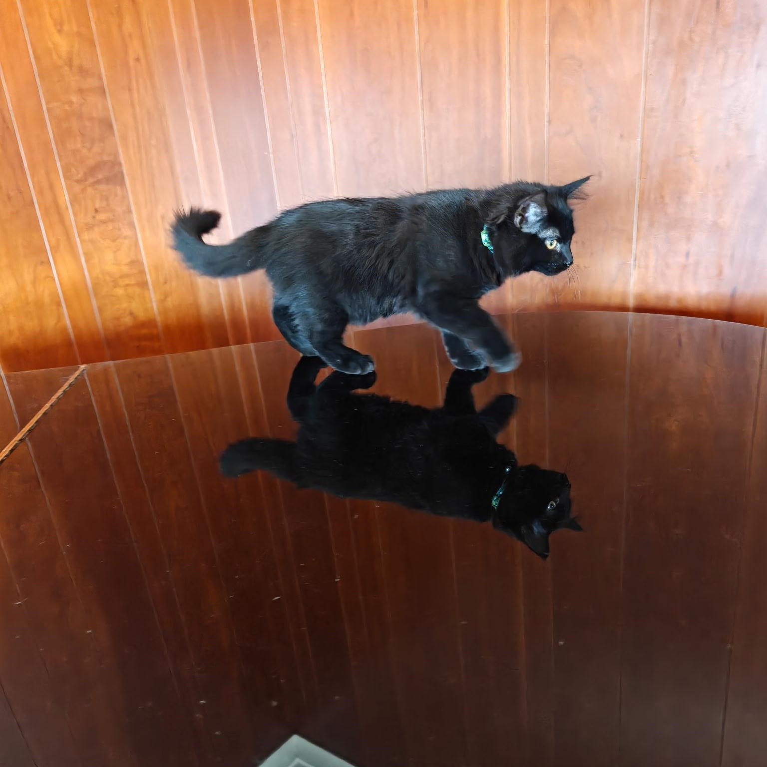 Enlarge Ingrin, a Adoptable Domestic Medium Hair in Boone, IA image 3/6