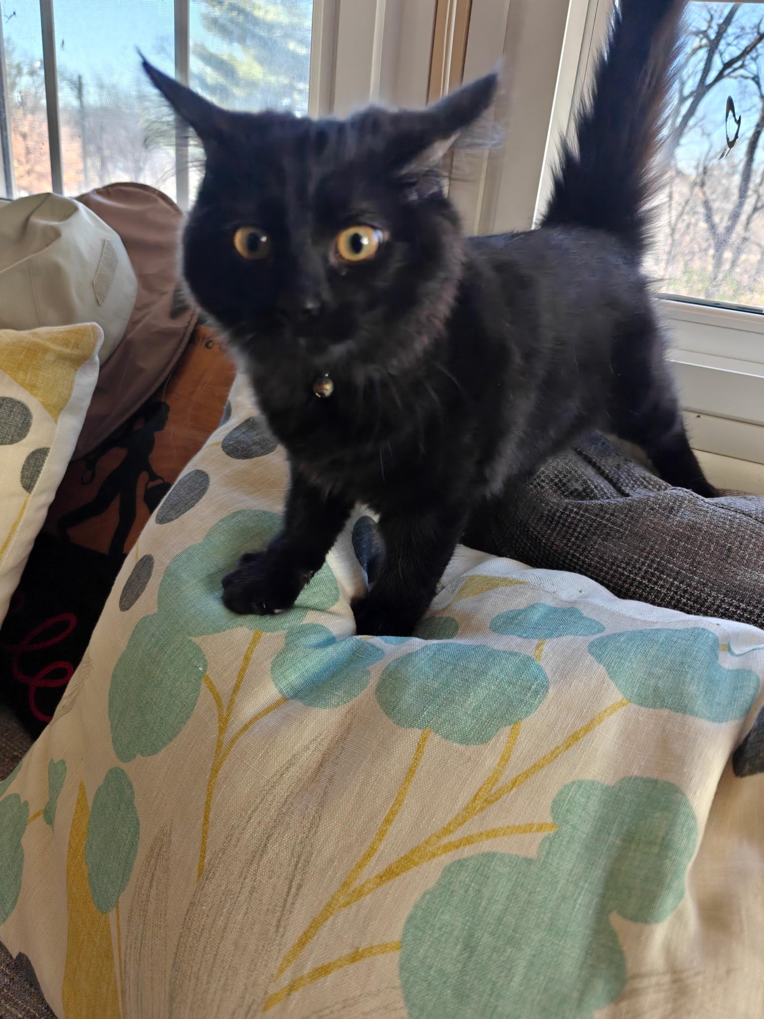 Enlarge Ingrin, a Adoptable Domestic Medium Hair in Boone, IA image 4/6