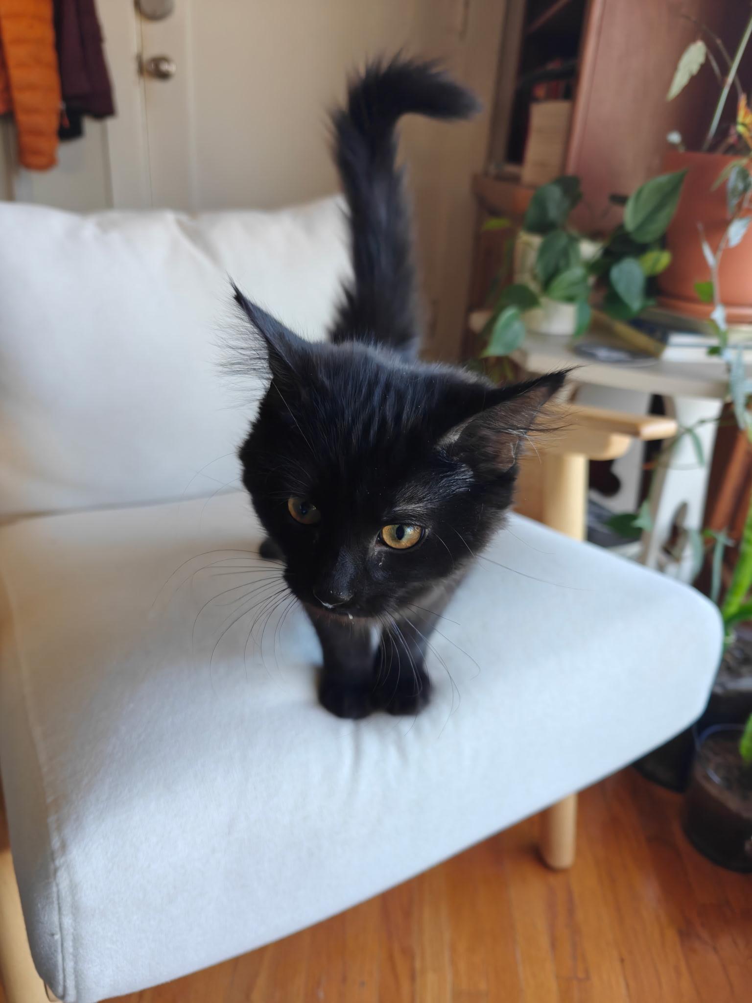 Enlarge Ingrin, a Adoptable Domestic Medium Hair in Boone, IA image 5/6