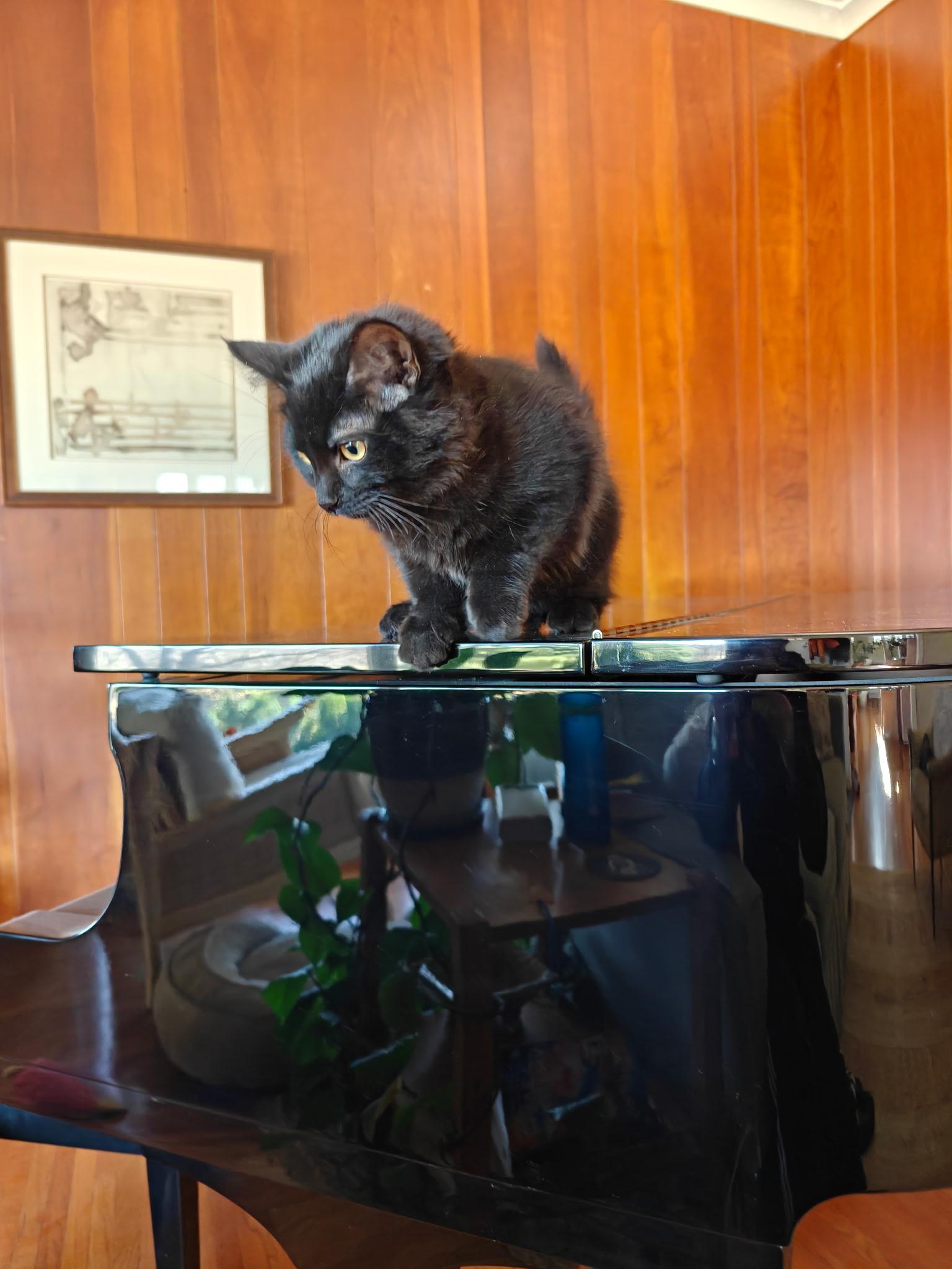 Enlarge Ingrin, a Adoptable Domestic Medium Hair in Boone, IA image 6/6