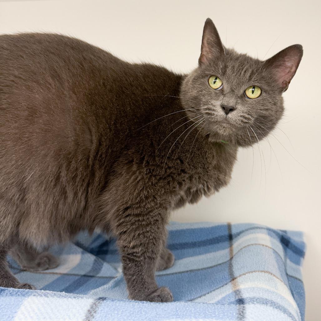 Velvet, Adoptable, Senior Female Domestic Short Hair.