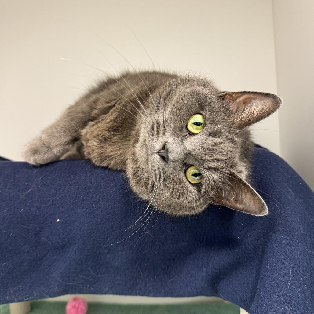 Enlarge Velvet, a Adoptable Domestic Short Hair in Fort Wayne, IN image 2/5