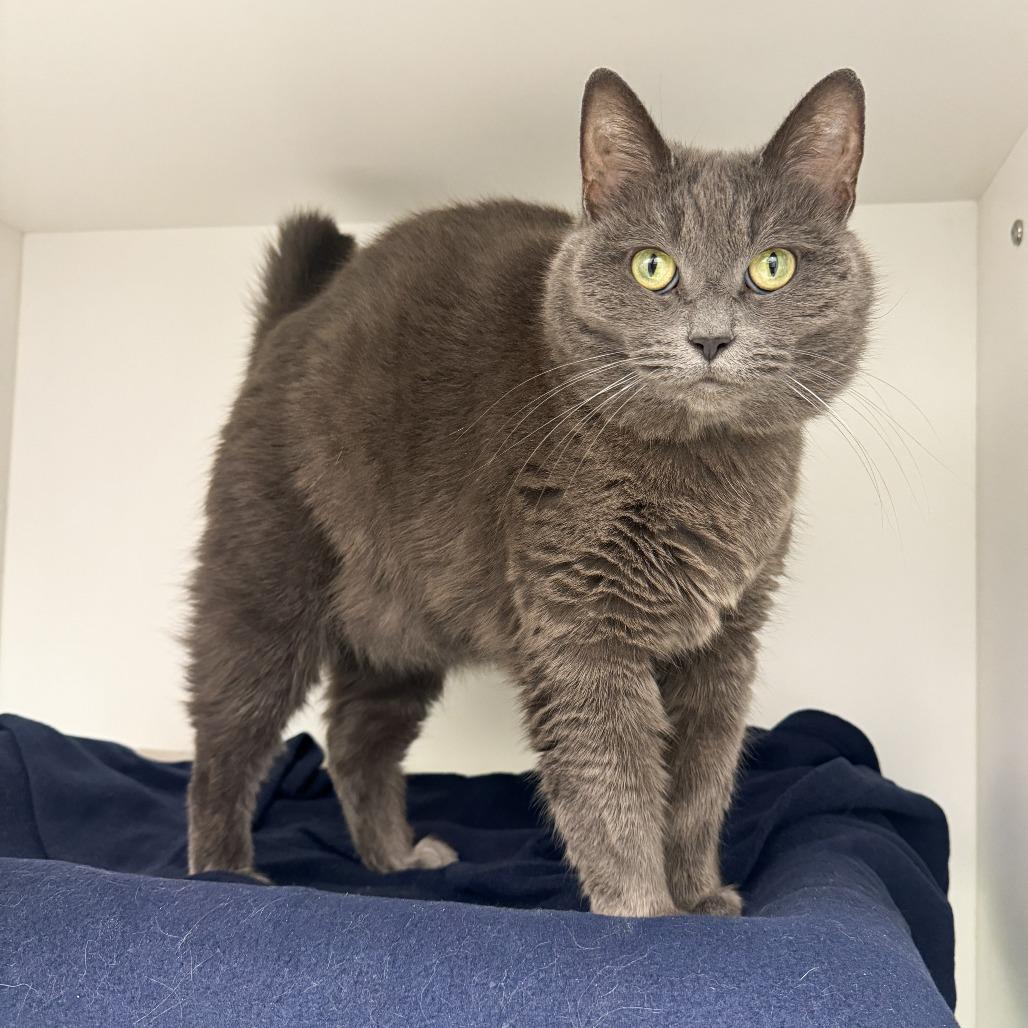 Enlarge Velvet, a Adoptable Domestic Short Hair in Fort Wayne, IN image 3/5