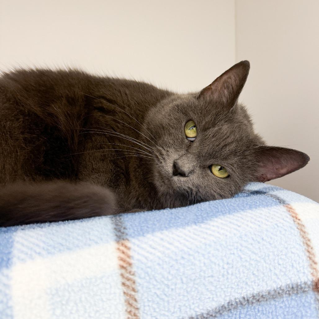 Enlarge Velvet, a Adoptable Domestic Short Hair in Fort Wayne, IN image 4/5