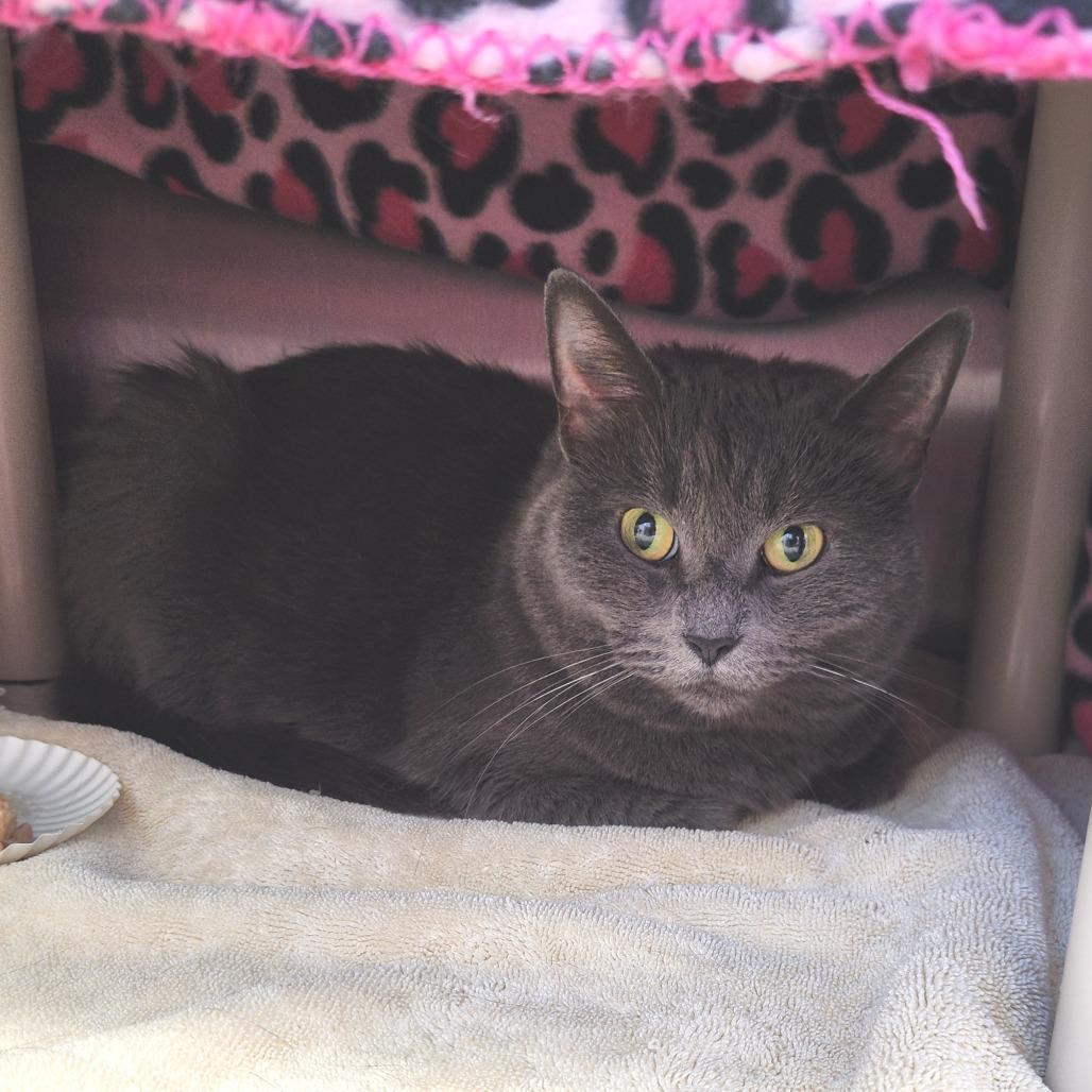 Enlarge Velvet, a Adoptable Domestic Short Hair in Fort Wayne, IN image 5/5