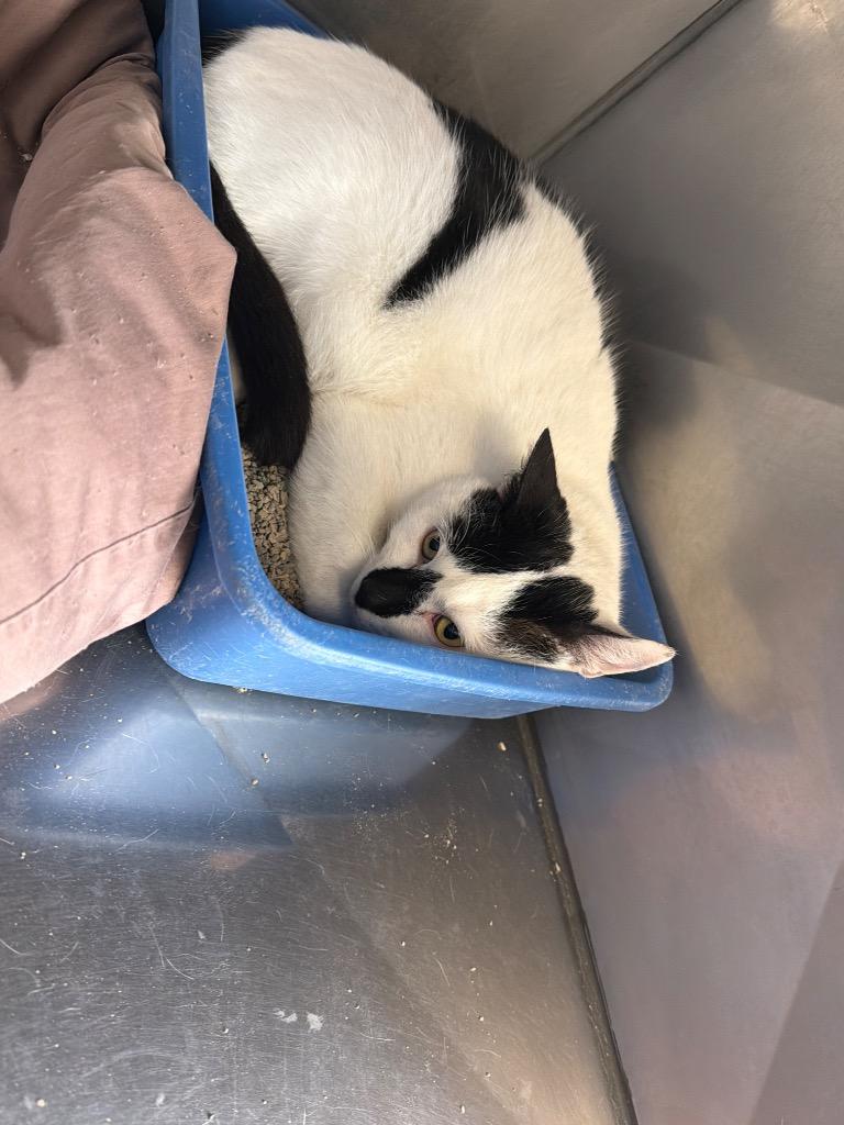 Dipstick, Adoptable, Adult Male Domestic Short Hair.