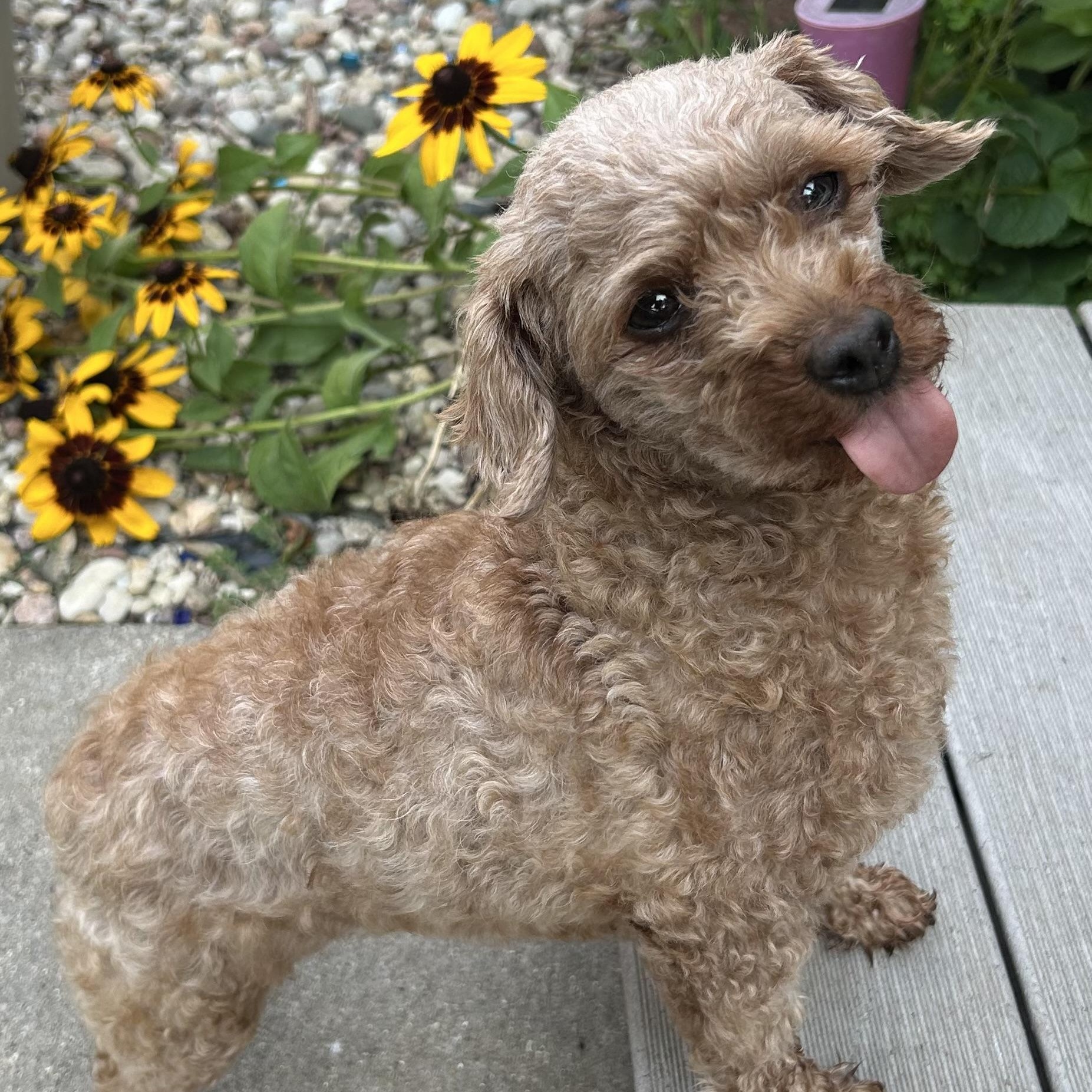 Honey - Home Visit in Process, adopted, Adult Female Poodle.
