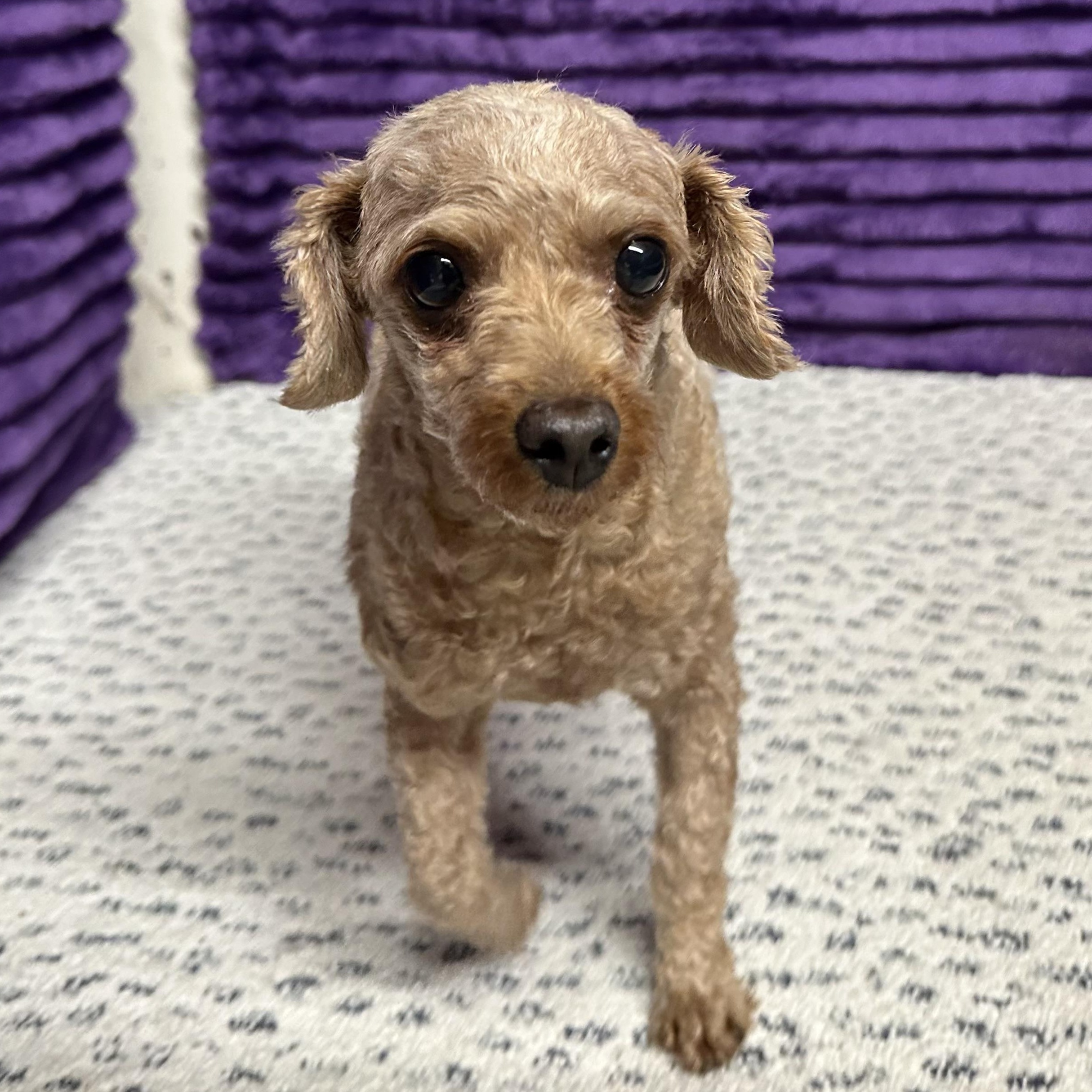 Honey - Home Visit in Process, an adopted Poodle in Hartland, WI image 5/6