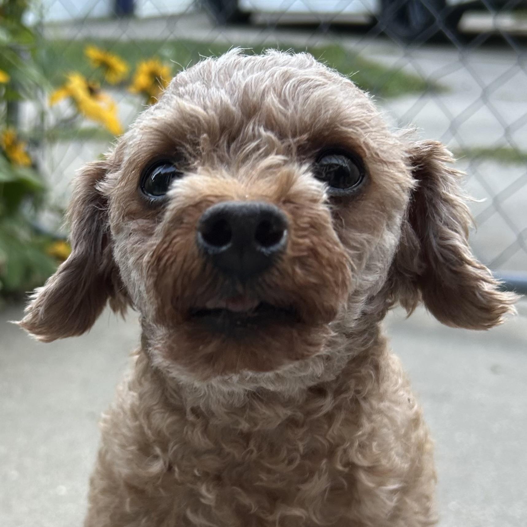 Honey - Home Visit in Process, an adopted Poodle in Hartland, WI image 2/6