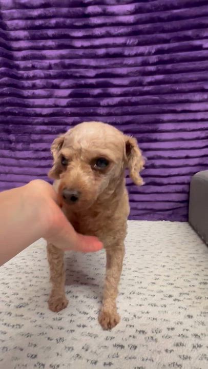 Enlarge Honey - Home Visit in Process, an adopted Poodle in Hartland, WI video 6/6