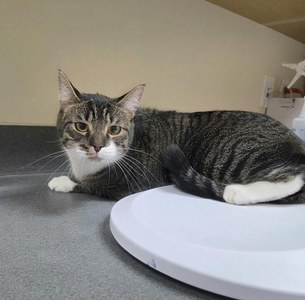 Enlarge Thunder, a Adoptable mixed breed in Kennewick, WA image 1/1