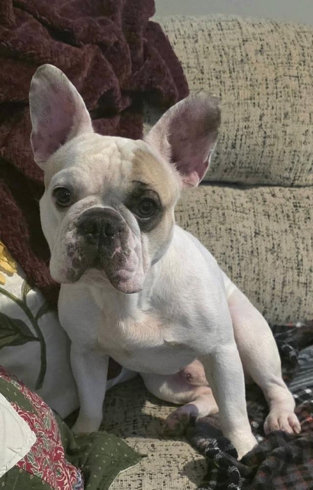 Spot, a Adoptable French Bulldog in Syracuse, NY image 1/6