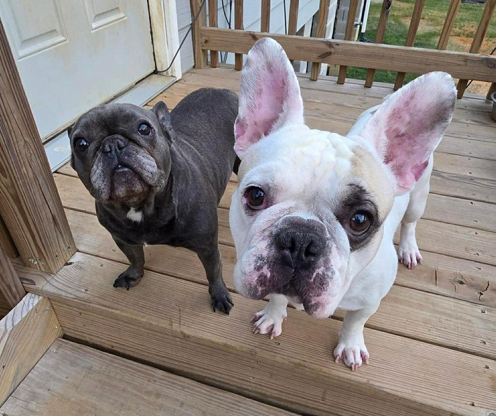 Spot, a Adoptable French Bulldog in Syracuse, NY image 2/6