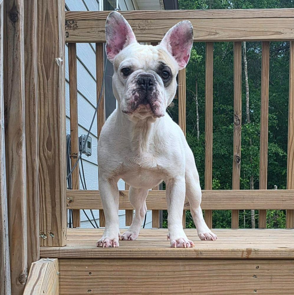 Spot, a Adoptable French Bulldog in Syracuse, NY image 3/6