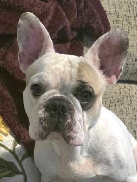 Spot, a Adoptable French Bulldog in Syracuse, NY image 4/6
