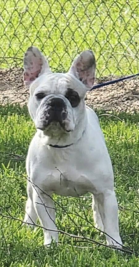 Spot, a Adoptable French Bulldog in Syracuse, NY image 5/6