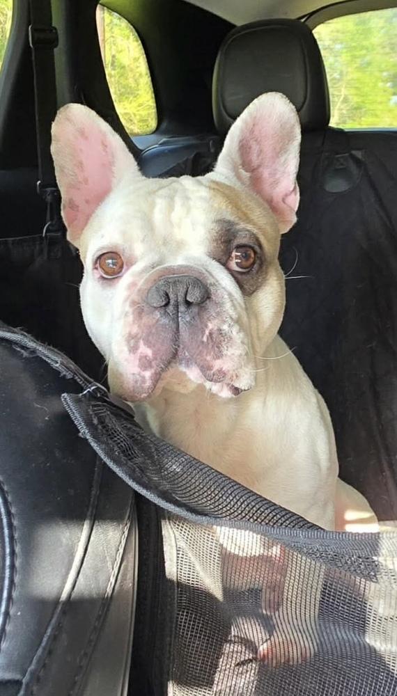 Spot, a Adoptable French Bulldog in Syracuse, NY image 6/6