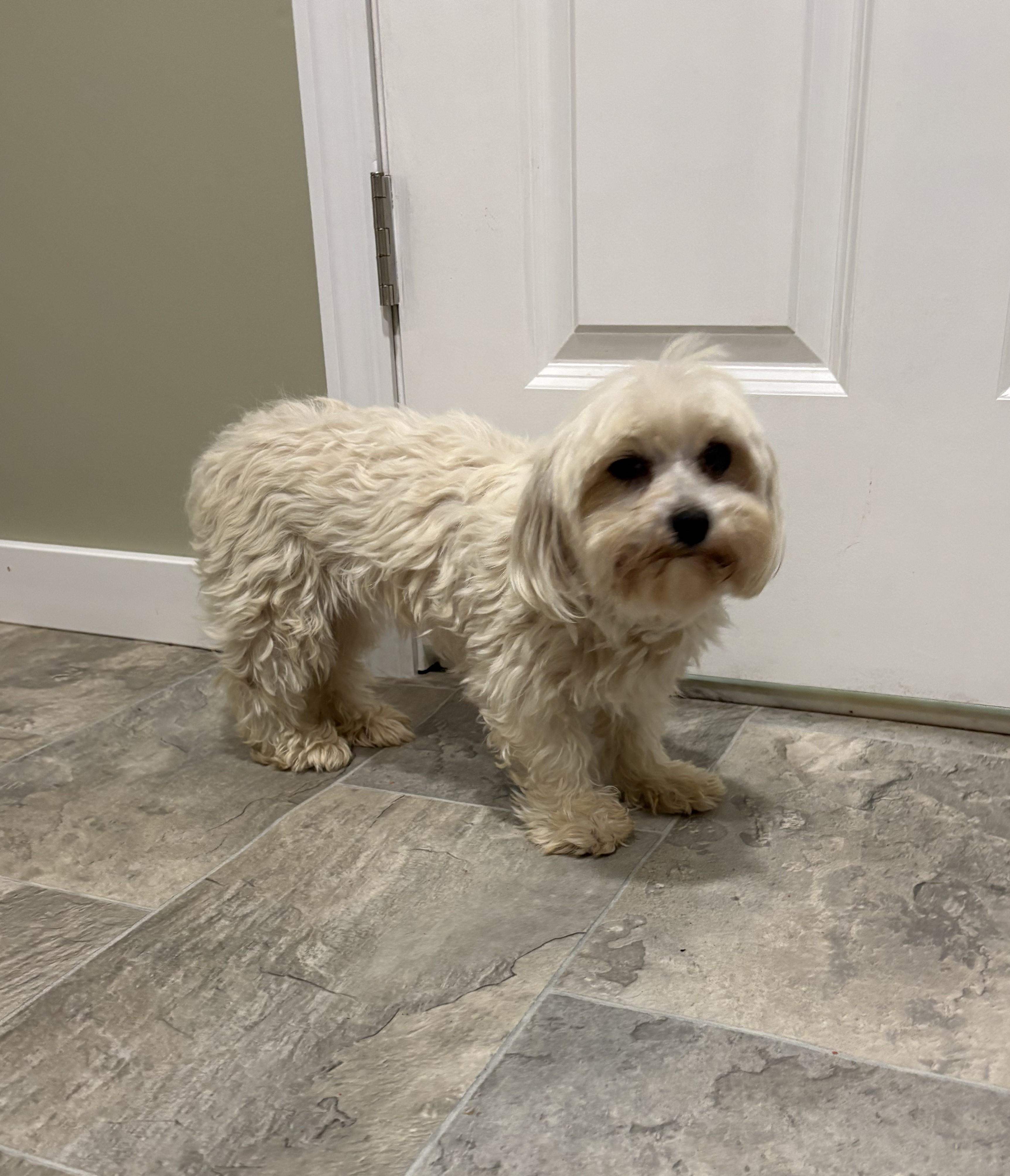 Enlarge Bianca, a ADOPTABLE Maltese in Grant, NE image 3/3