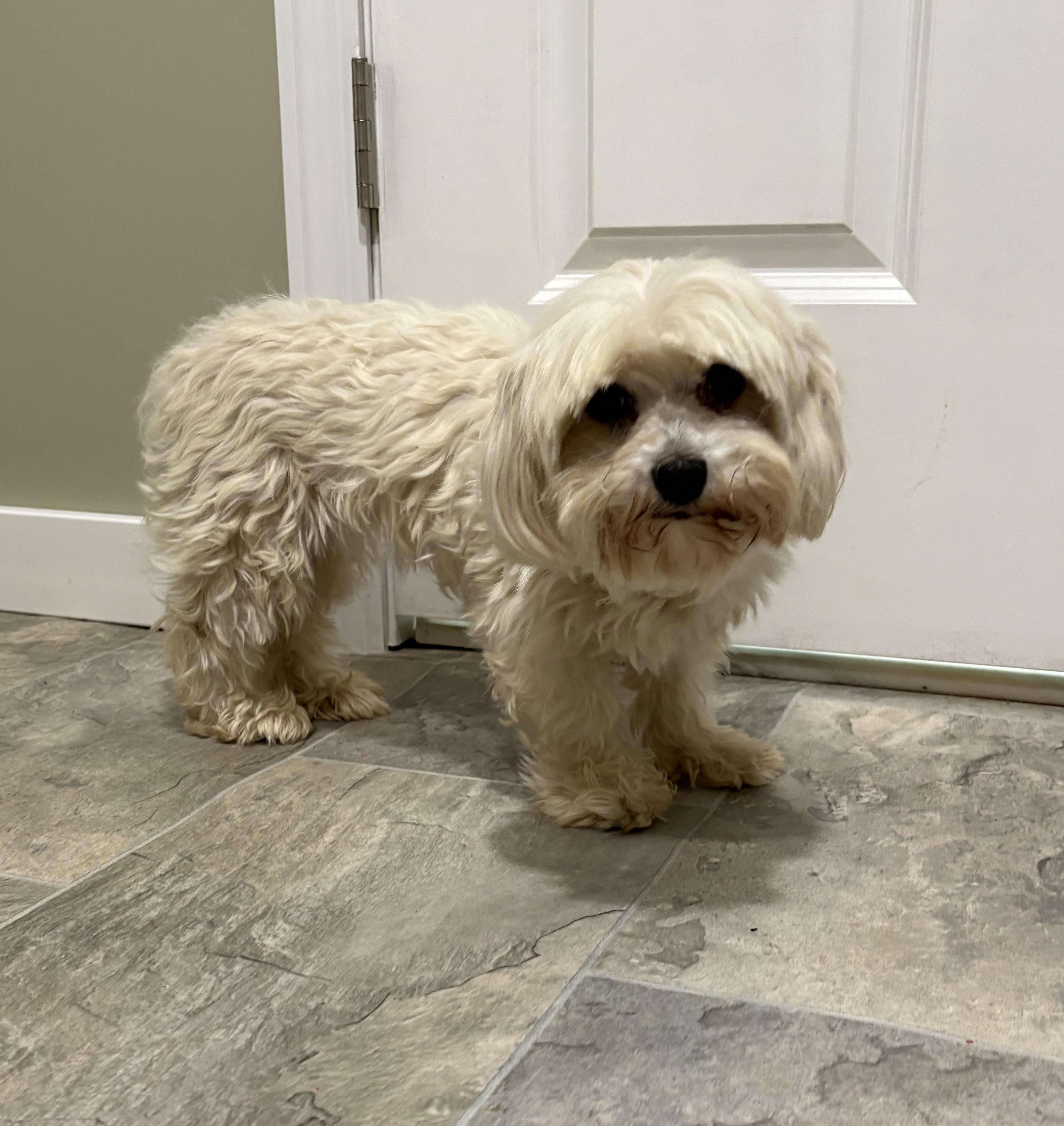 Enlarge Bianca, a ADOPTABLE Maltese in Grant, NE image 2/3