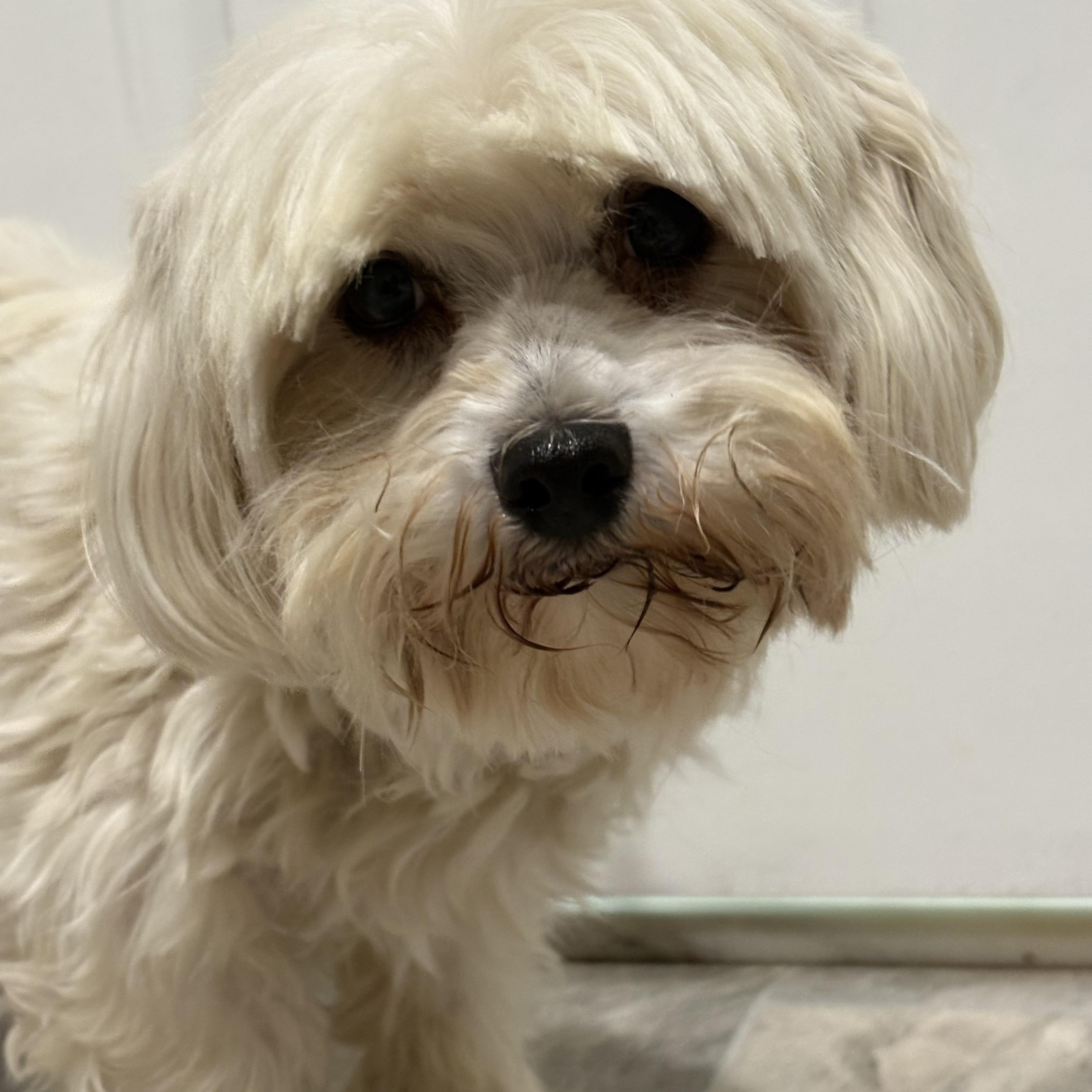 Bianca, ADOPTABLE, Adult Female Maltese.
