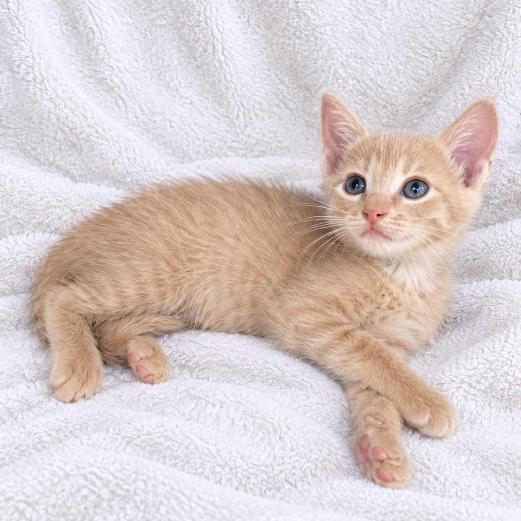 Enlarge Sunny, a Adoptable Domestic Short Hair in Tucson, AZ image 1/1