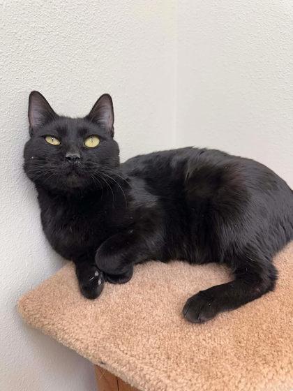 Enlarge Flowers, a Adoptable mixed breed in Aberdeen, SD image 2/3