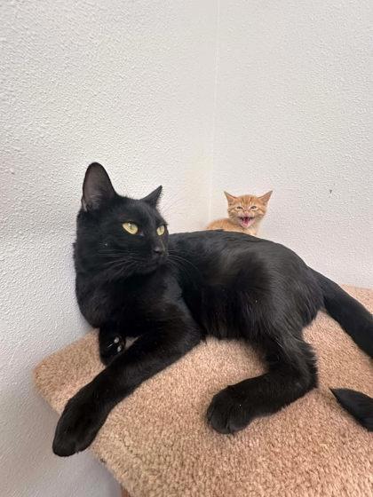 Enlarge Flowers, a Adoptable mixed breed in Aberdeen, SD image 3/3