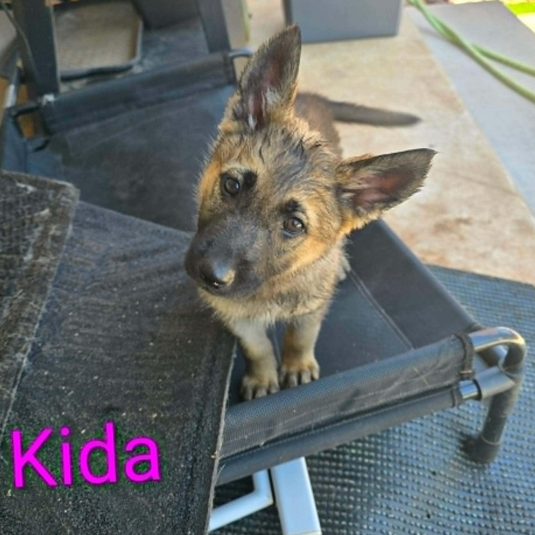 Kida , an adopted German Shepherd Dog in Justin, TX image 4/4