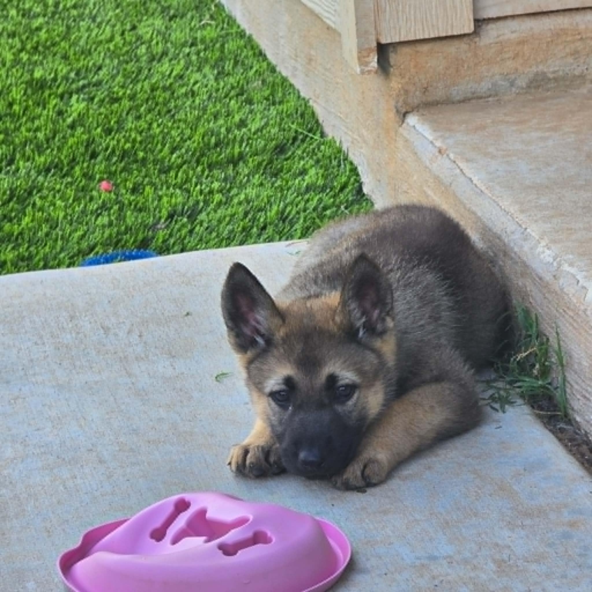 Kida , an adopted German Shepherd Dog in Justin, TX image 2/4
