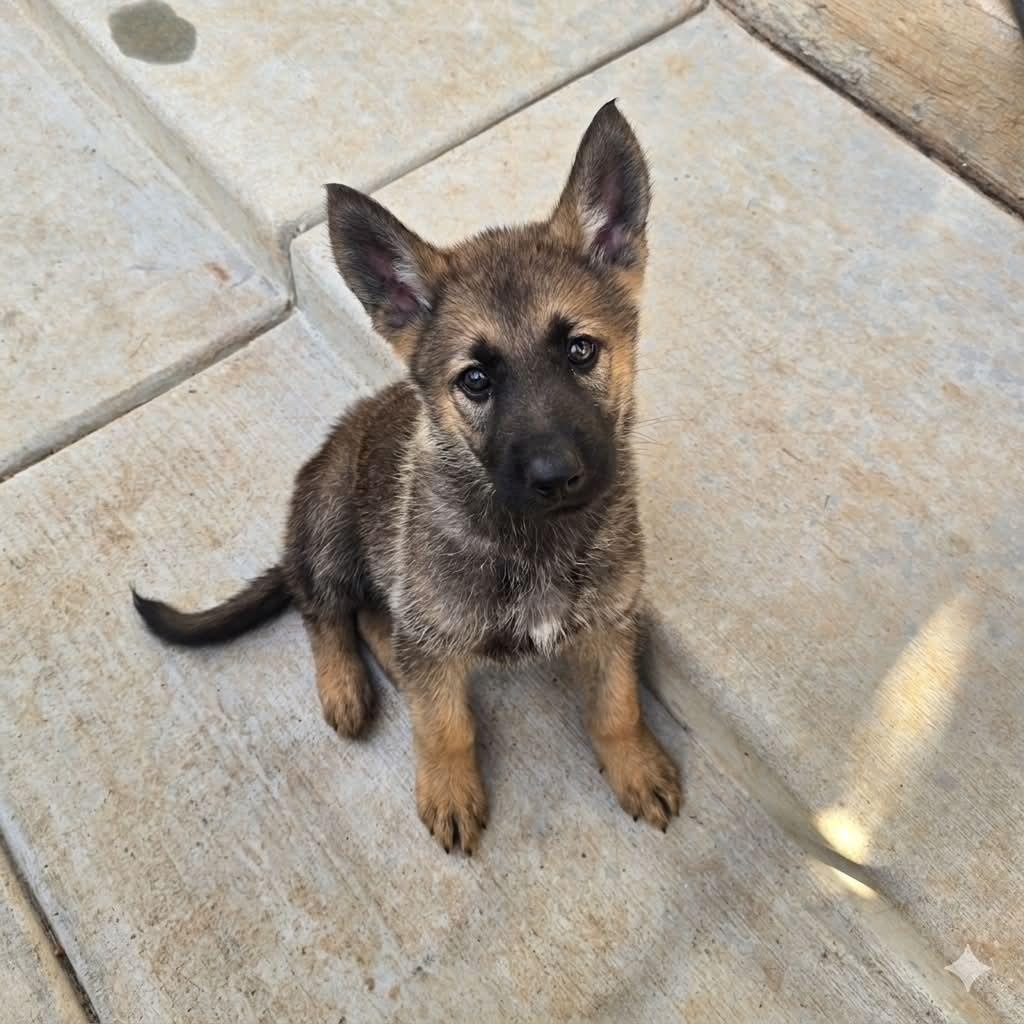 Kida , adopted, Puppy Female German Shepherd Dog.