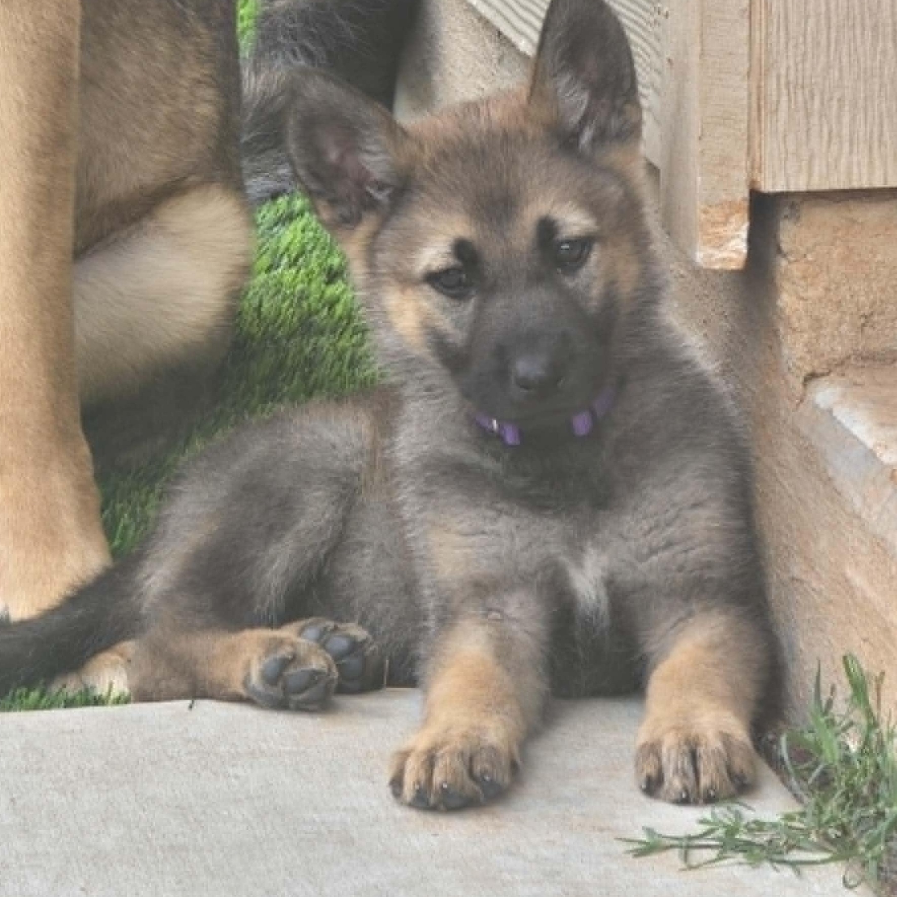 Kida , an adopted German Shepherd Dog in Justin, TX image 3/4