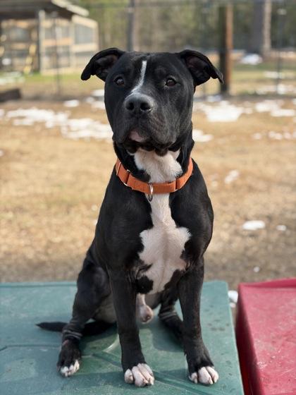Enlarge Remi (@ foster home), a Adoptable mixed breed in Conway, SC image 1/3